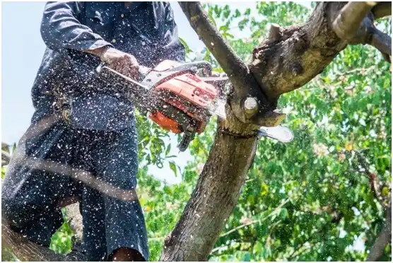 tree services Wattsville